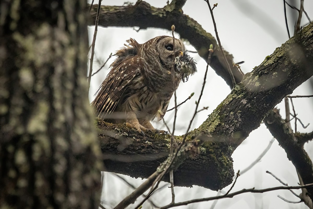 Barred Owl - Dave Rodriguez