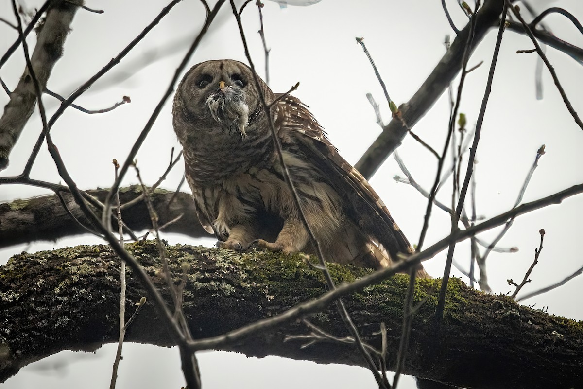 Barred Owl - Dave Rodriguez