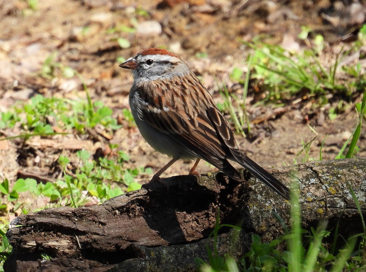 Chipping Sparrow - ML320787751