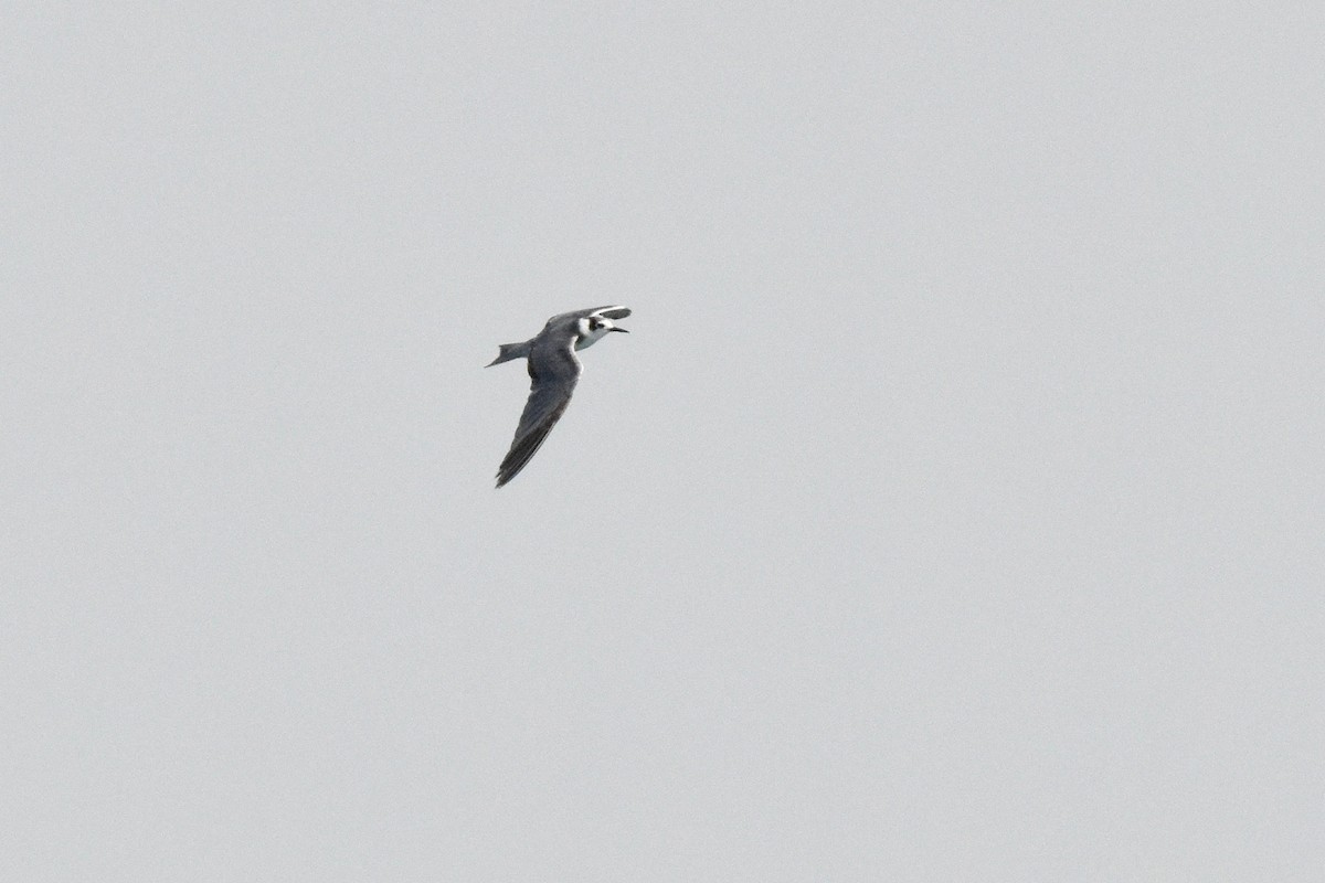 Black Tern - Jan Cubilla