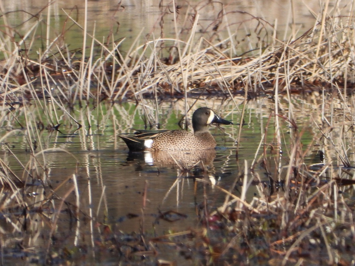 Blue-winged Teal - ML320801471