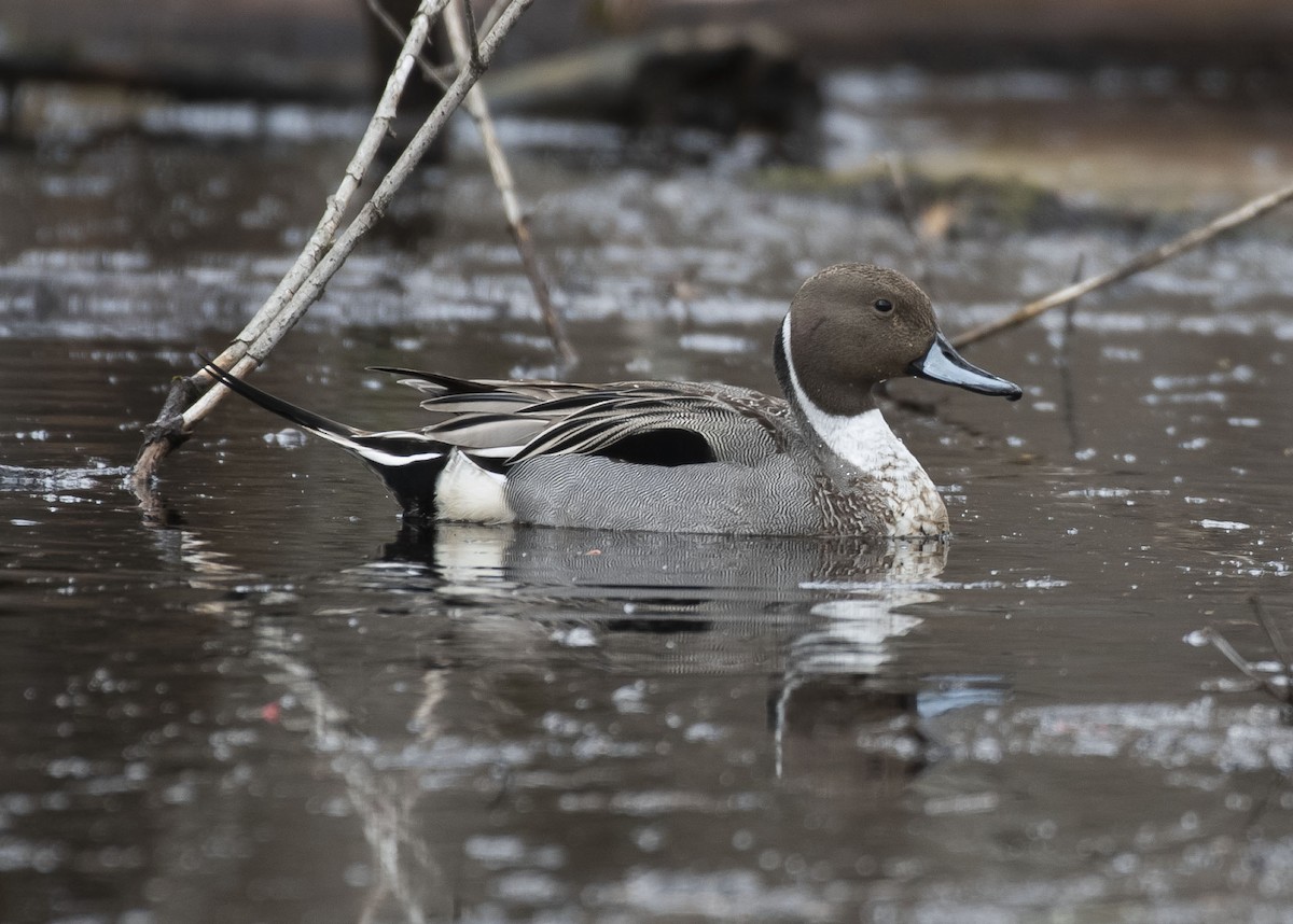 Northern Pintail - Jeff Packer