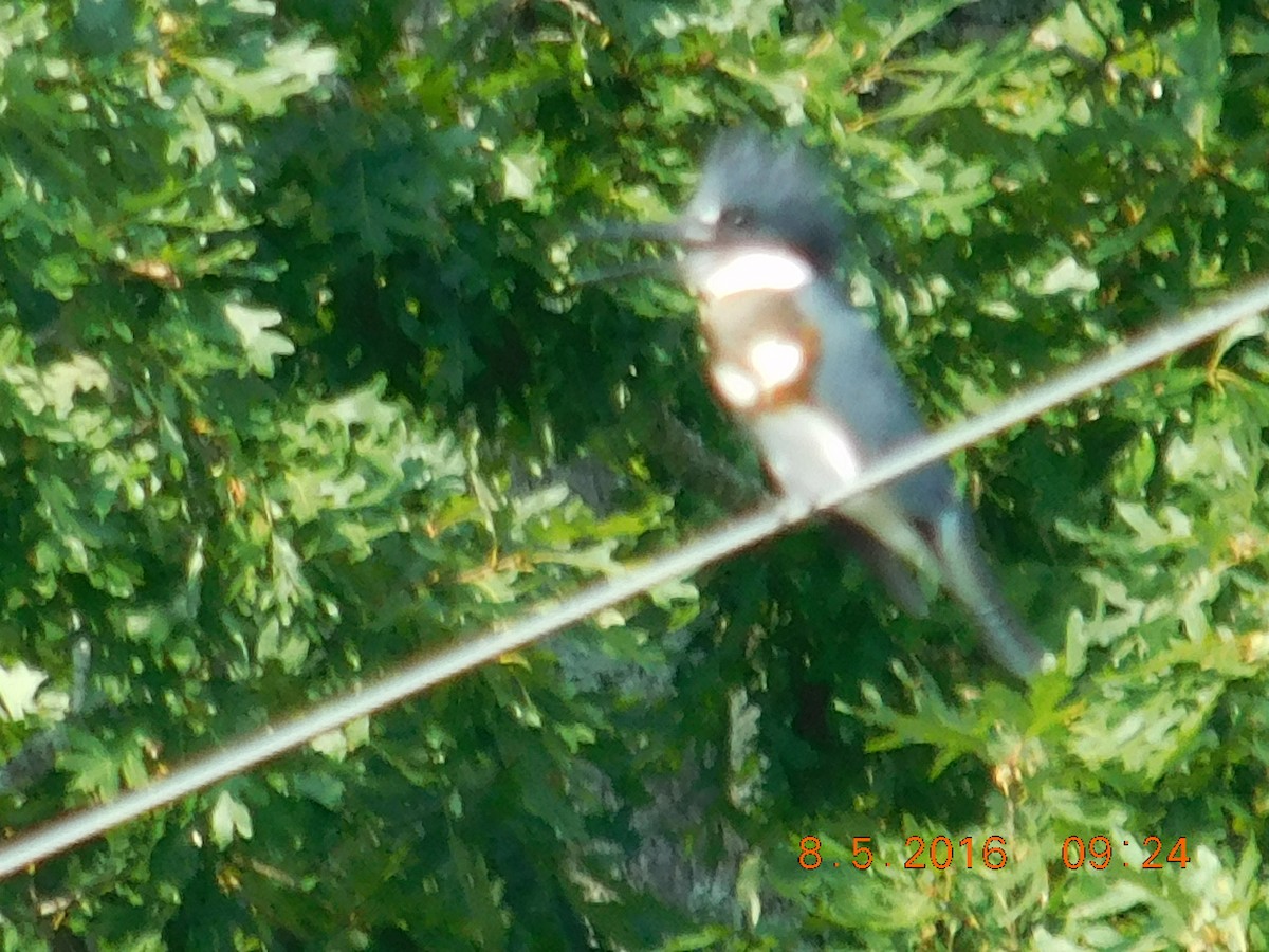 Belted Kingfisher - ML32080301