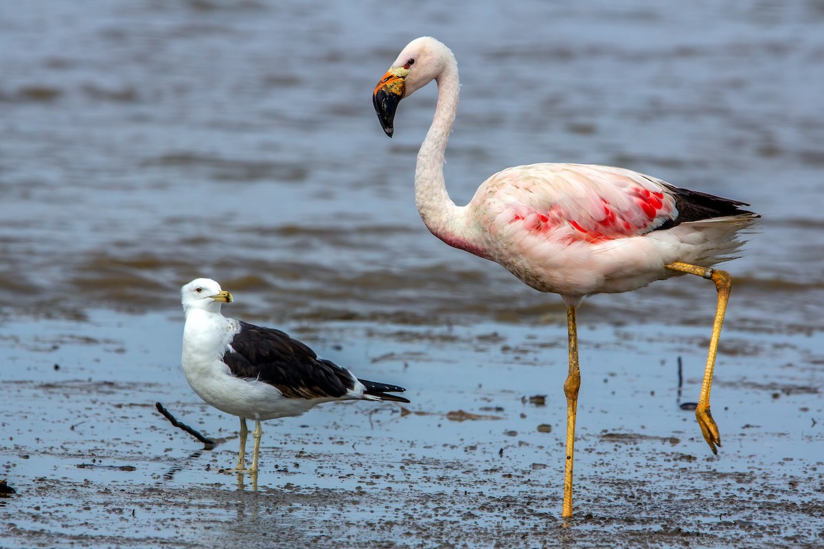 Andean Flamingo - ML320810261