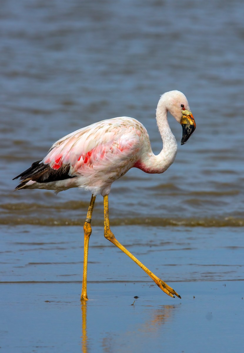 Andean Flamingo - ML320810281