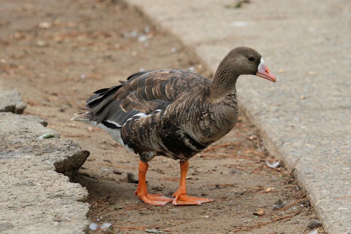 Greater White-fronted Goose - ML32081891