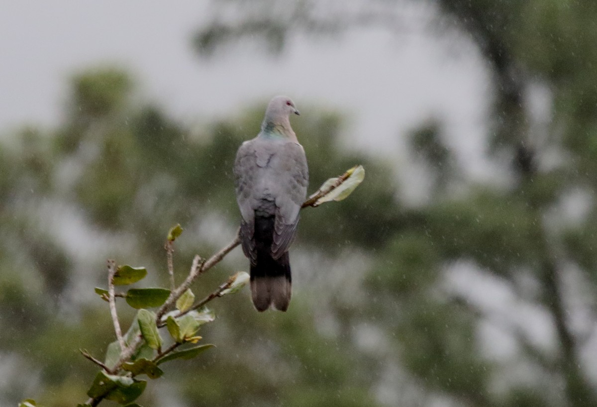 Ring-tailed Pigeon - ML320820191