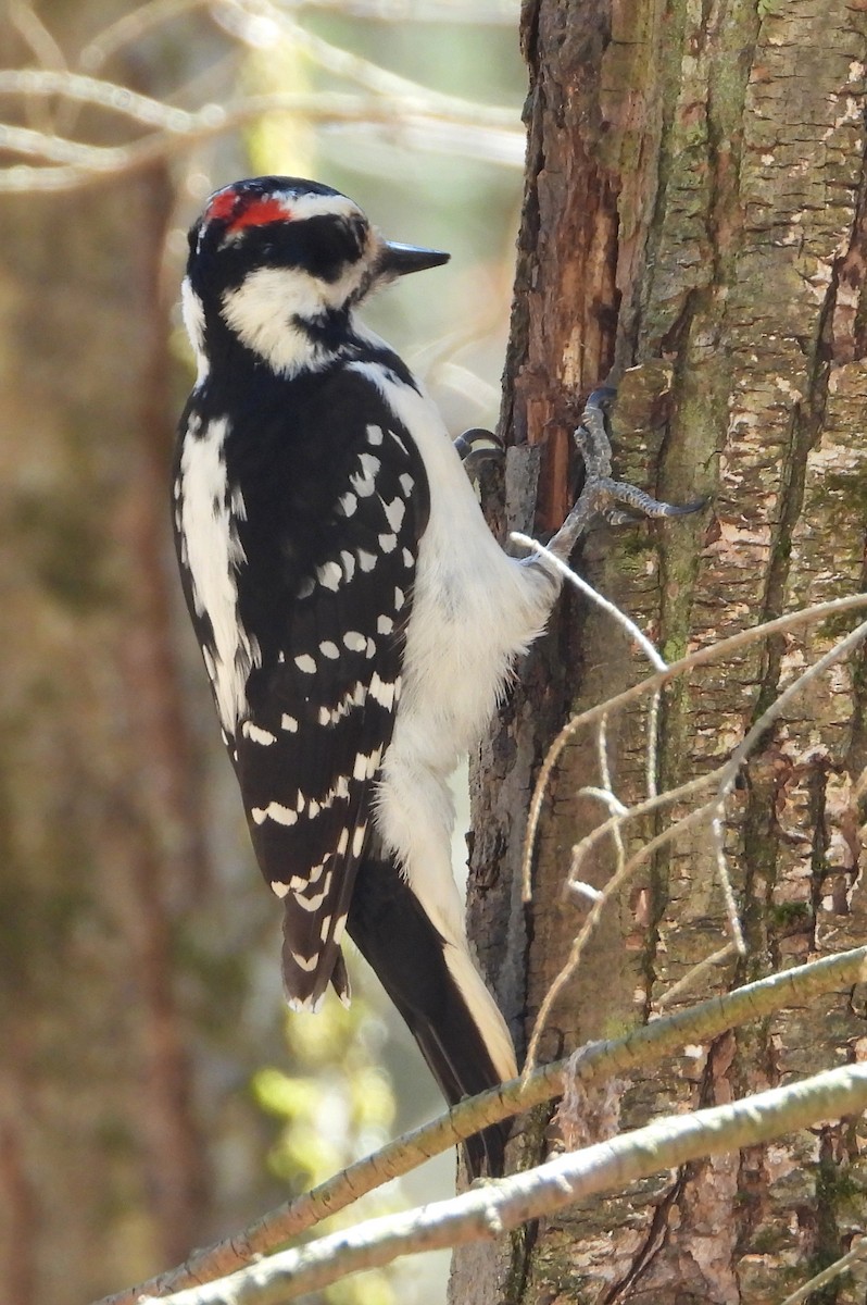 Hairy Woodpecker (Eastern) - ML320823621