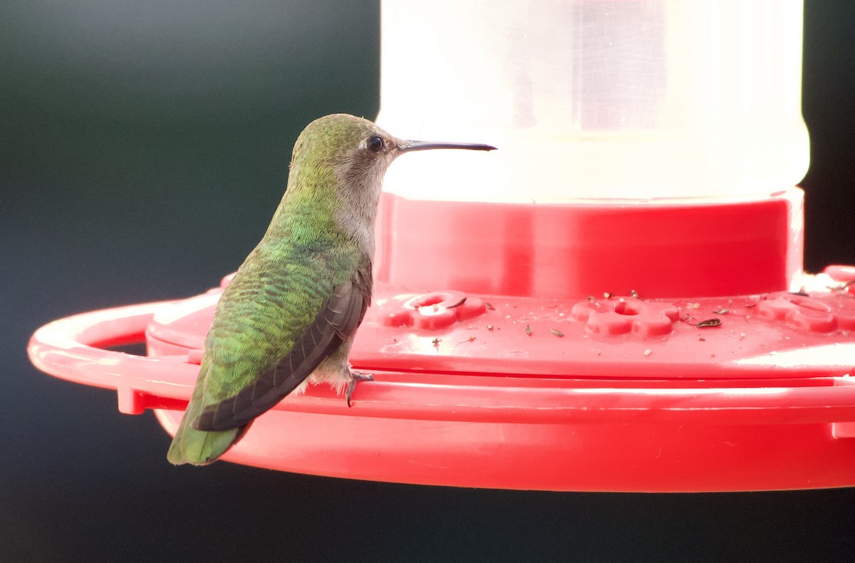 Anna's Hummingbird - ML320825931
