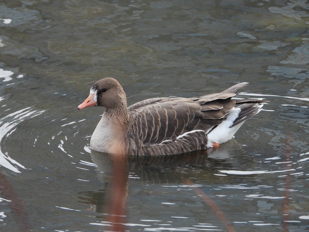 Greater White-fronted Goose - ML320826501