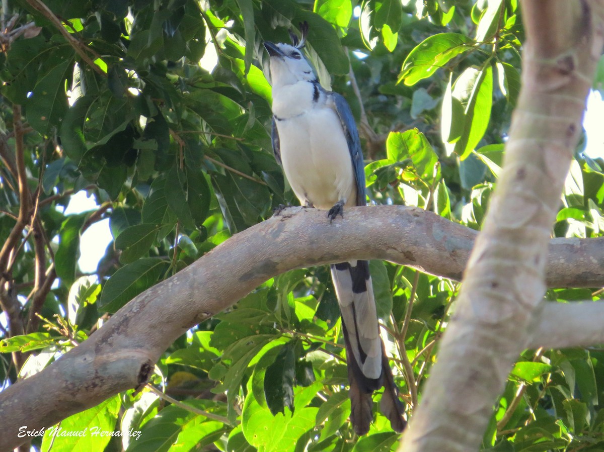 White-throated Magpie-Jay - ML320827841