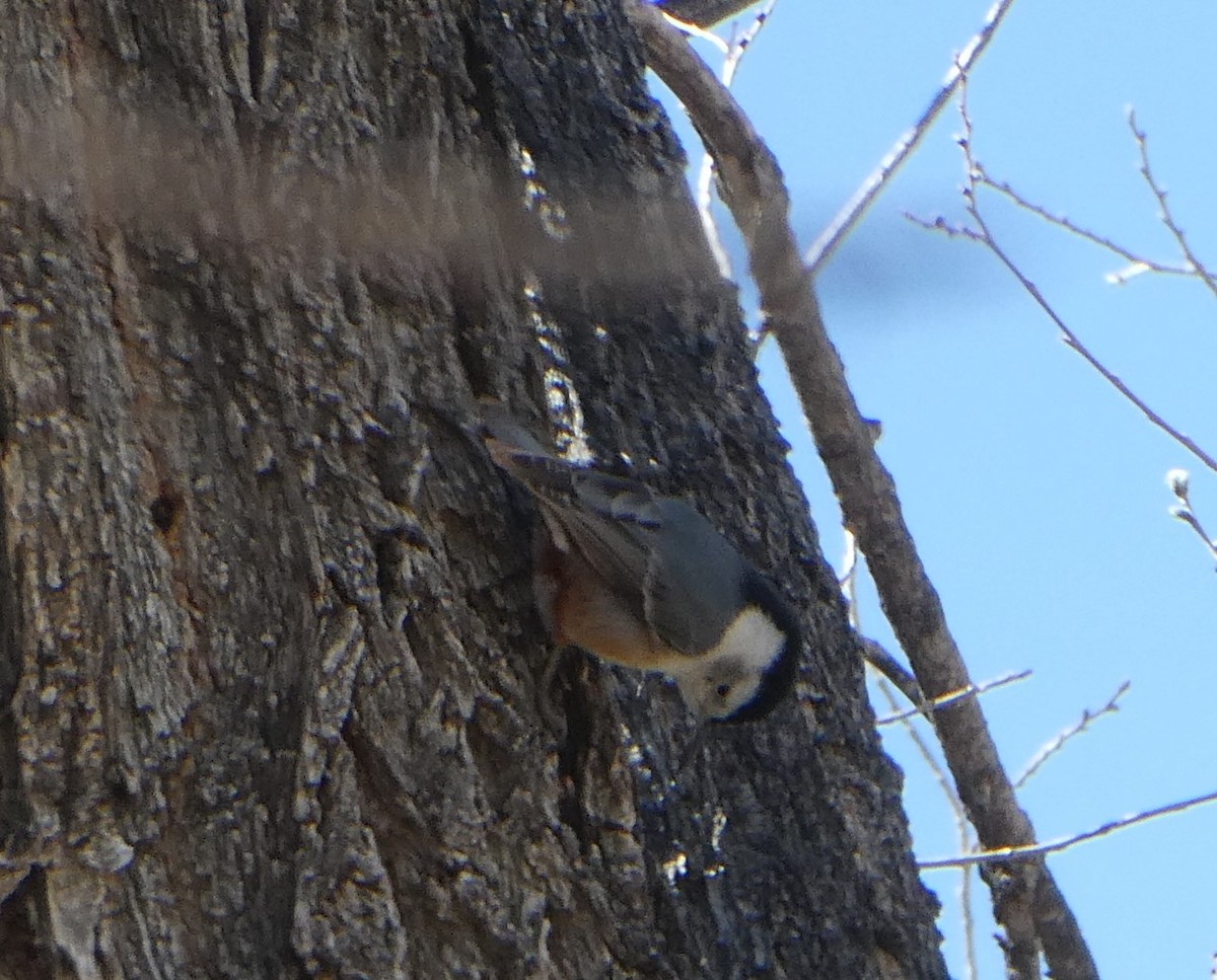 White-breasted Nuthatch - J Joseph