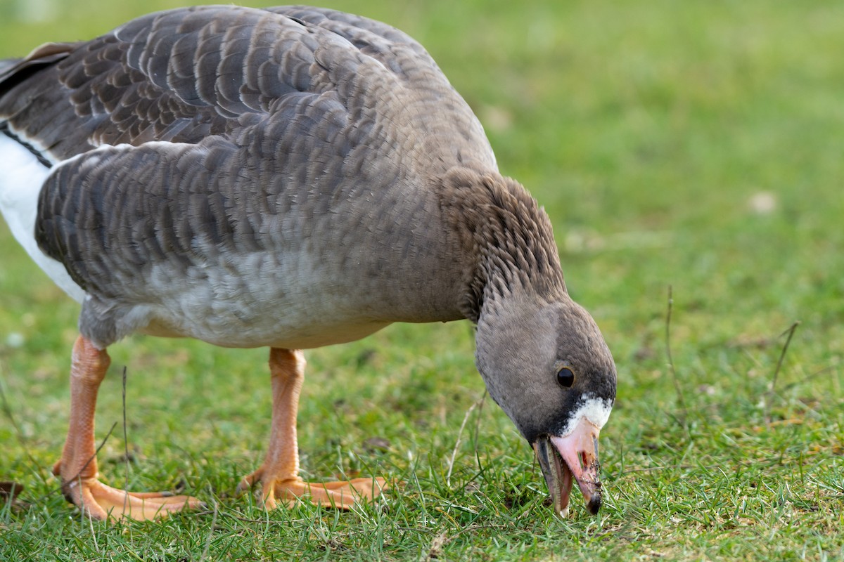 Greater White-fronted Goose - ML320832511
