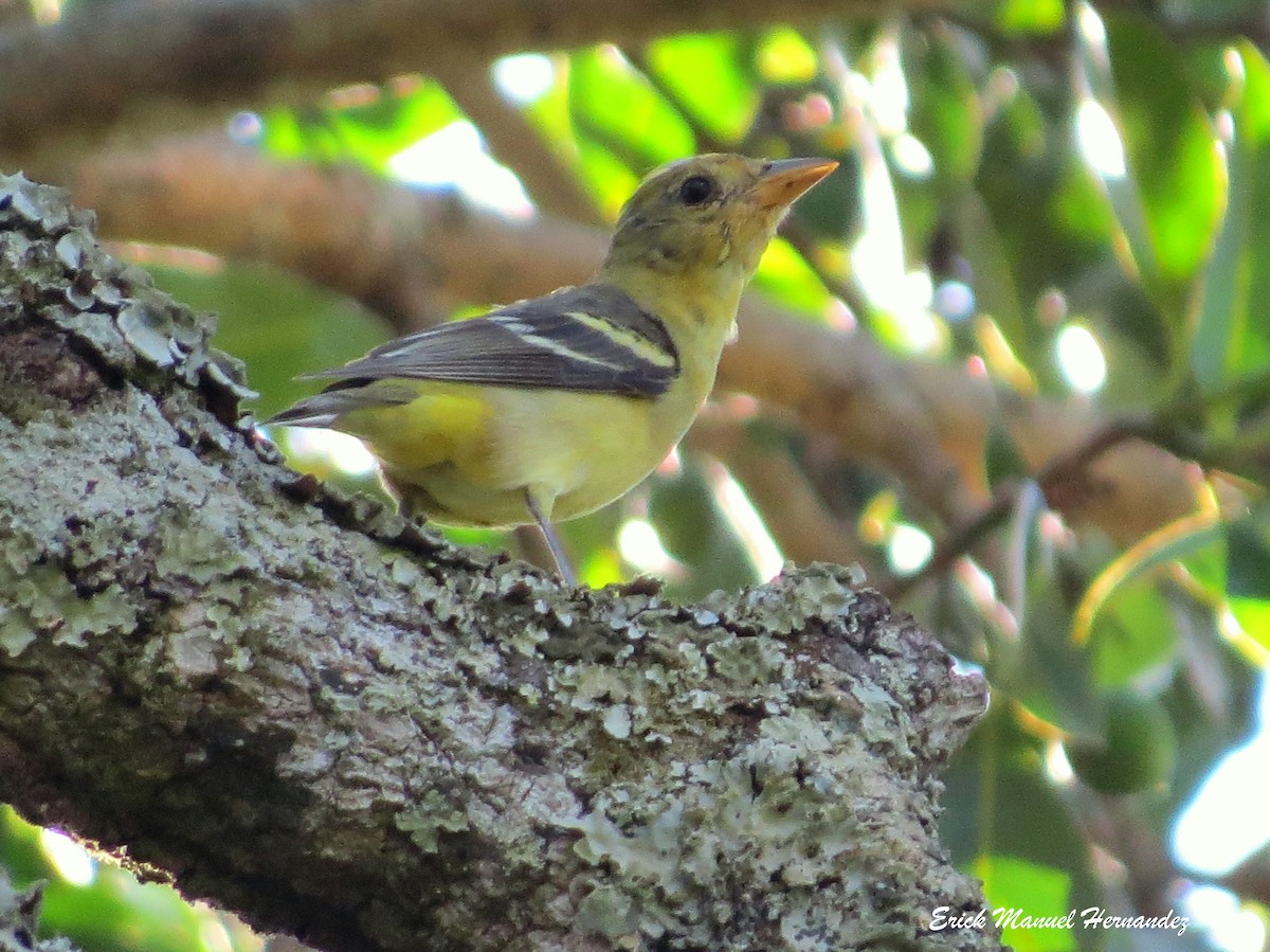 Western Tanager - ML320836801