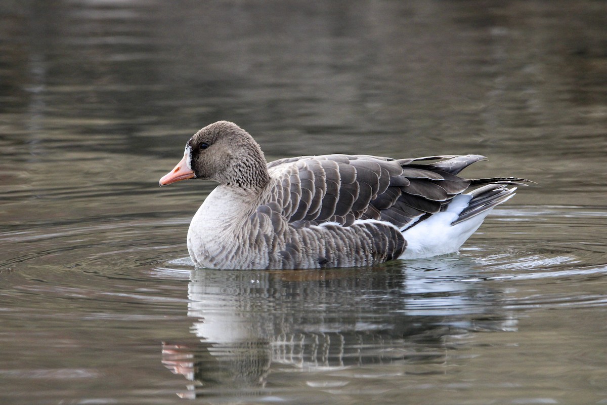 Greater White-fronted Goose - ML320842211