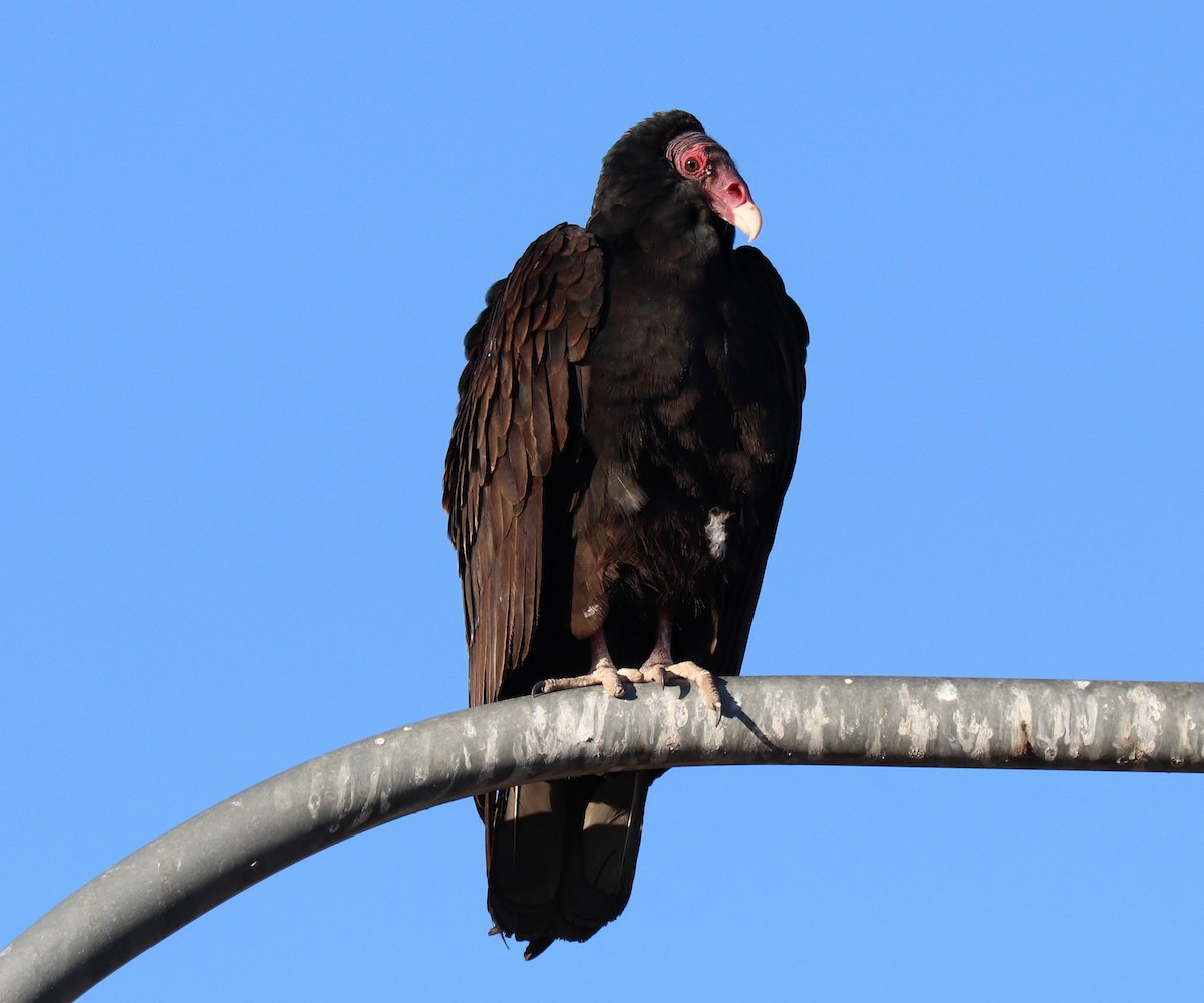 Turkey Vulture - ML320849511