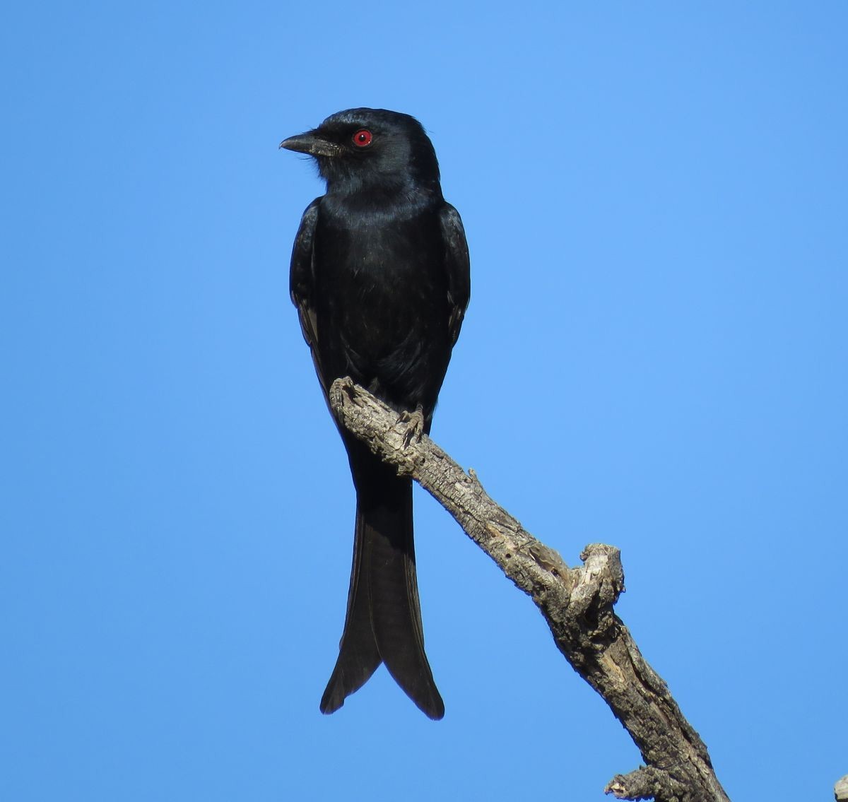 Fork-tailed Drongo - ML32084971