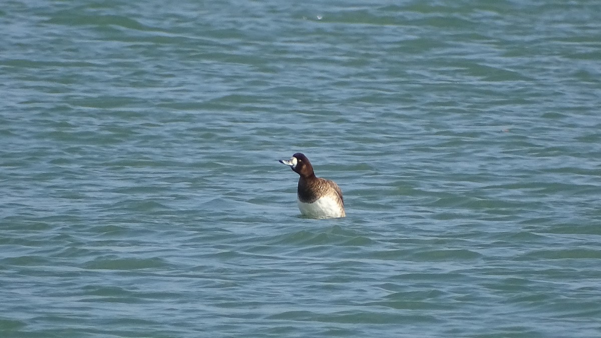 Greater Scaup - ML320852031