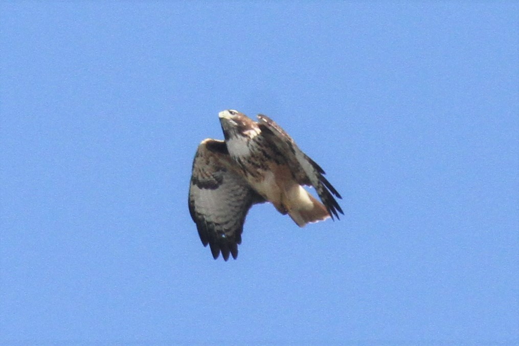 Red-tailed Hawk - ML320852731