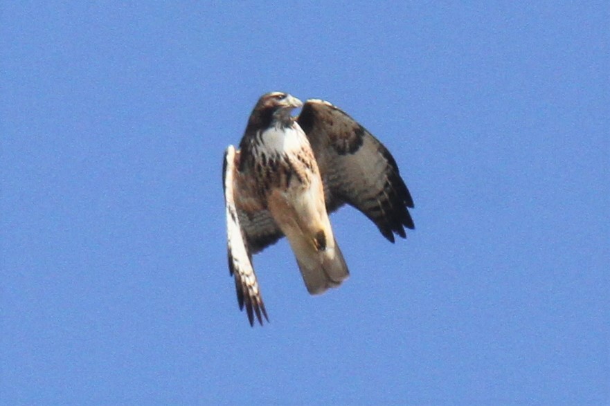 Red-tailed Hawk - ML320852801