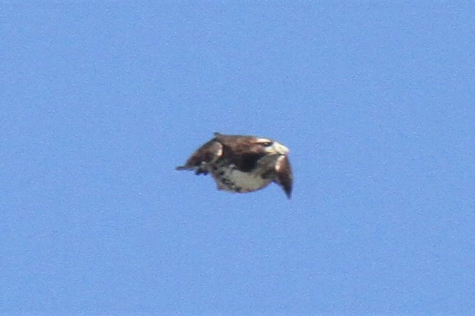 Red-tailed Hawk - ML320852821