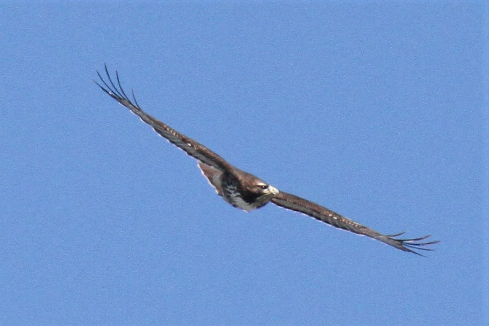 Red-tailed Hawk - ML320852841