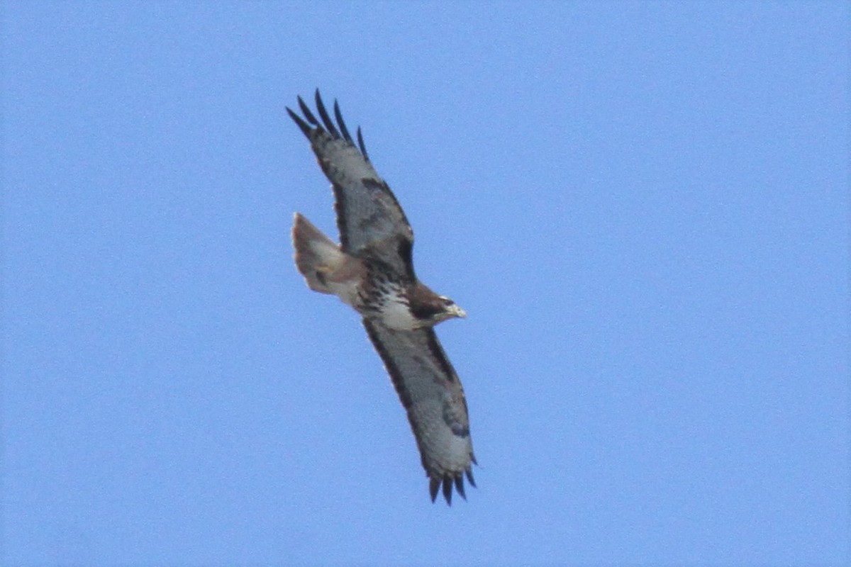 Red-tailed Hawk - ML320852931