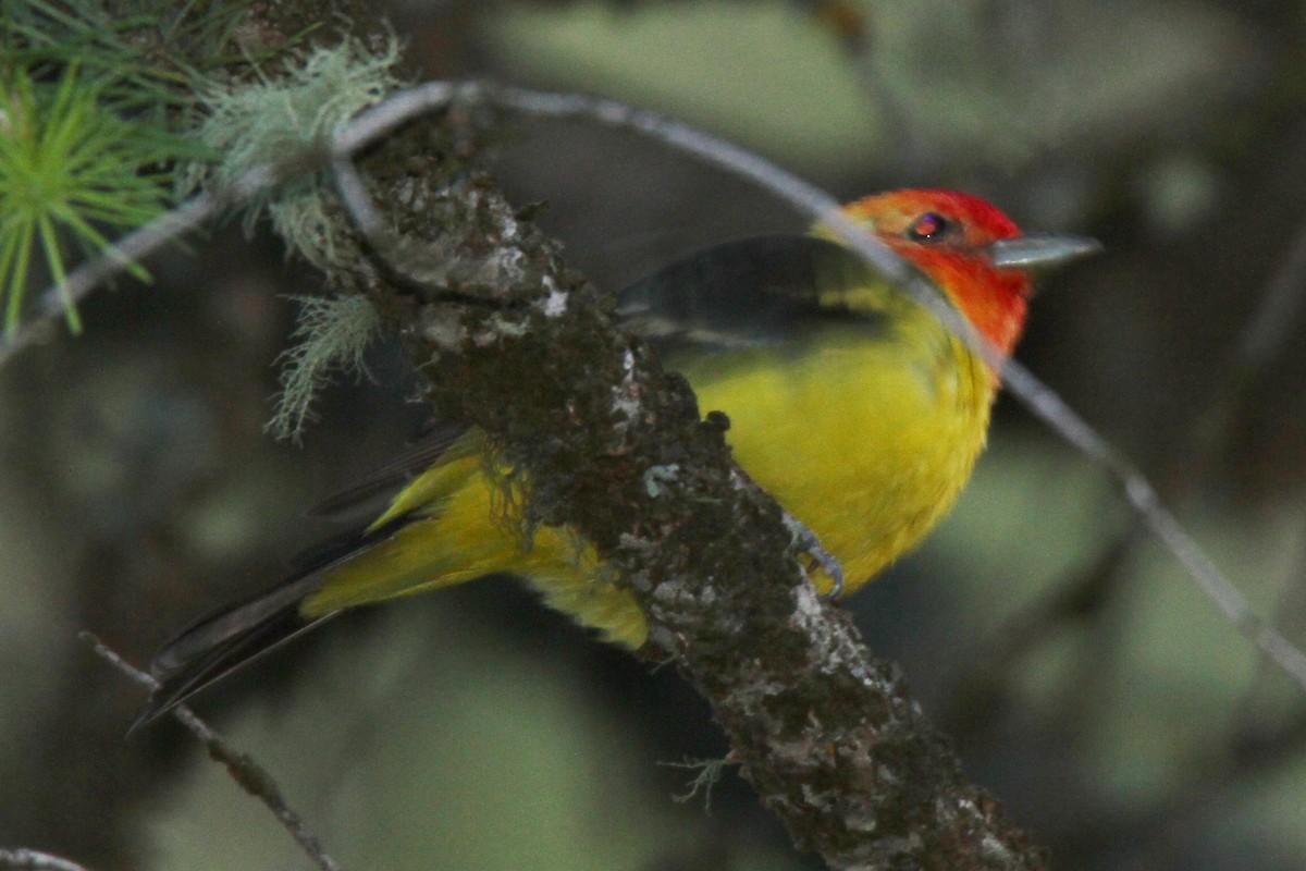 Western Tanager - ML32085351