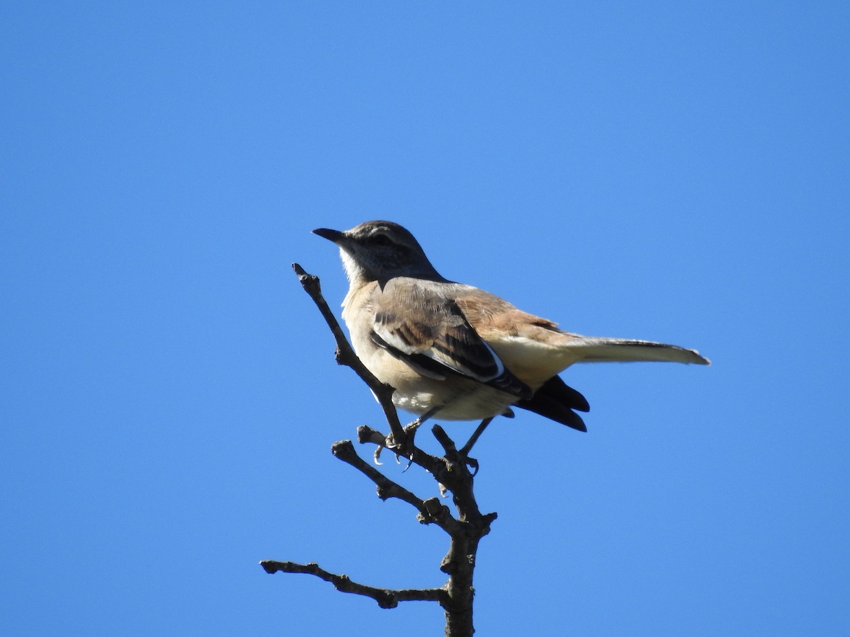 White-banded Mockingbird - dario wendeler