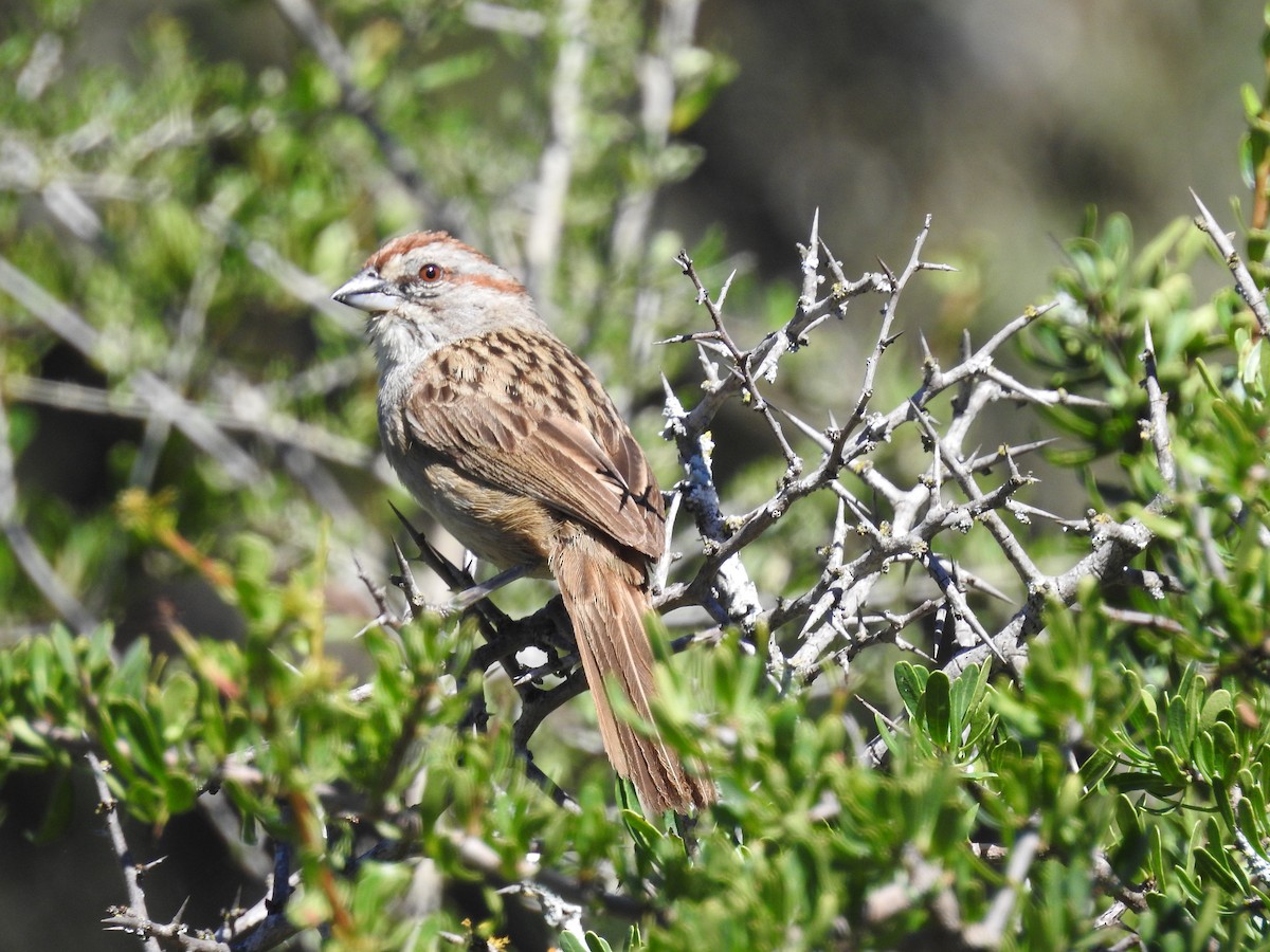 Chaco Sparrow - dario wendeler