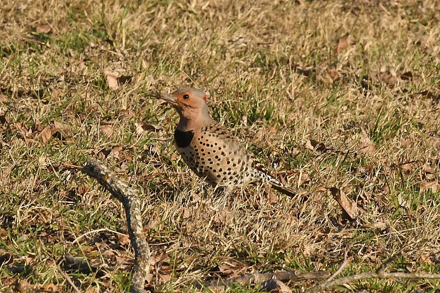 Northern Flicker (Yellow-shafted) - Troy Hibbitts