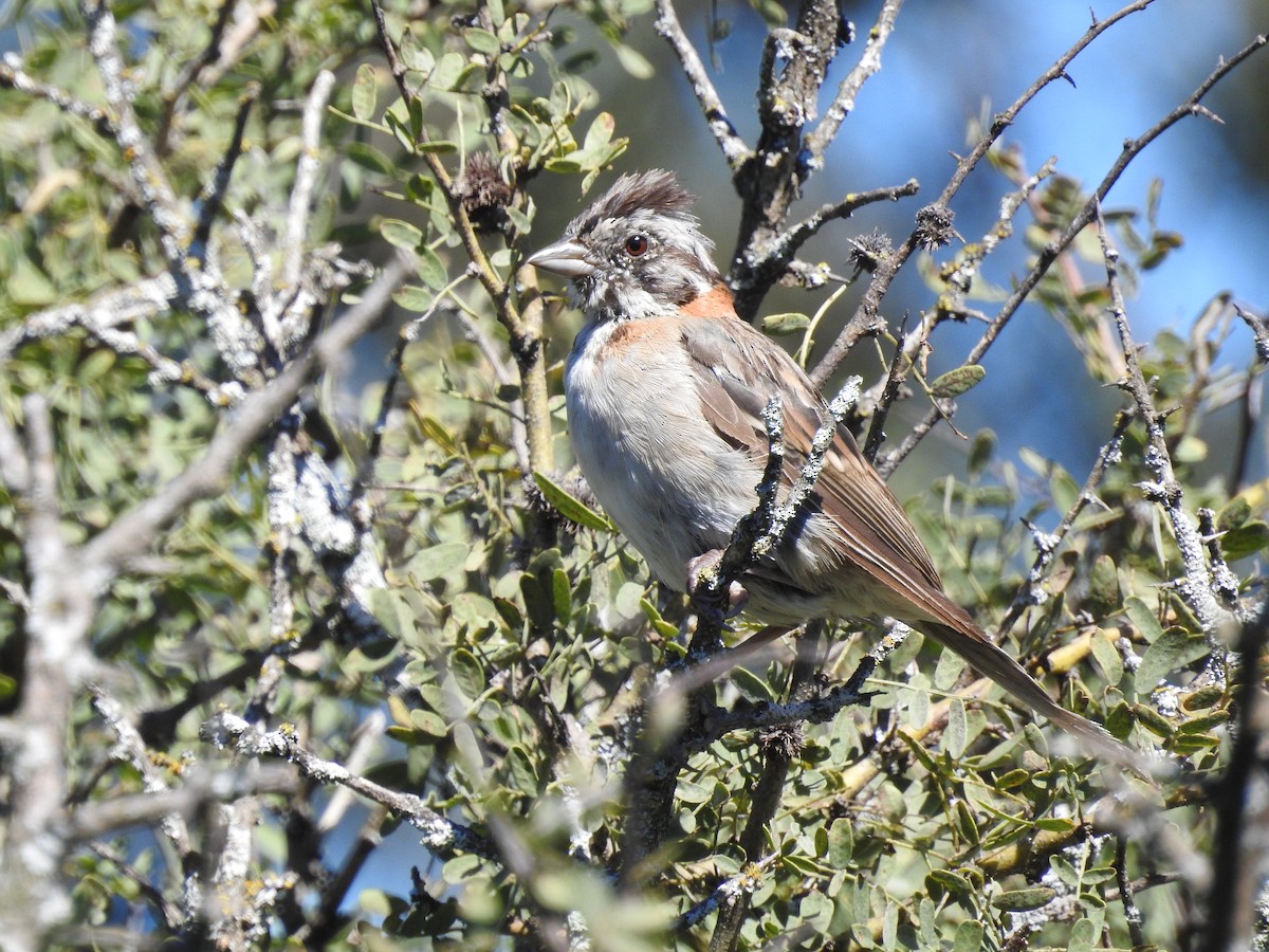 Rufous-collared Sparrow - dario wendeler