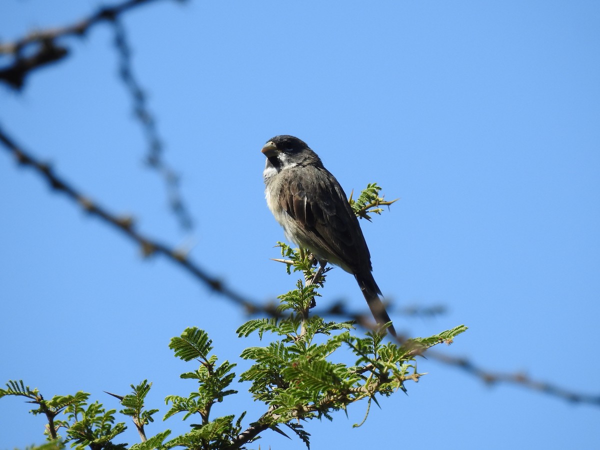 Double-collared Seedeater - ML320854231