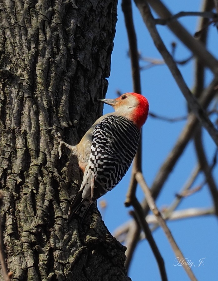 Red-bellied Woodpecker - Jaroslav Holly