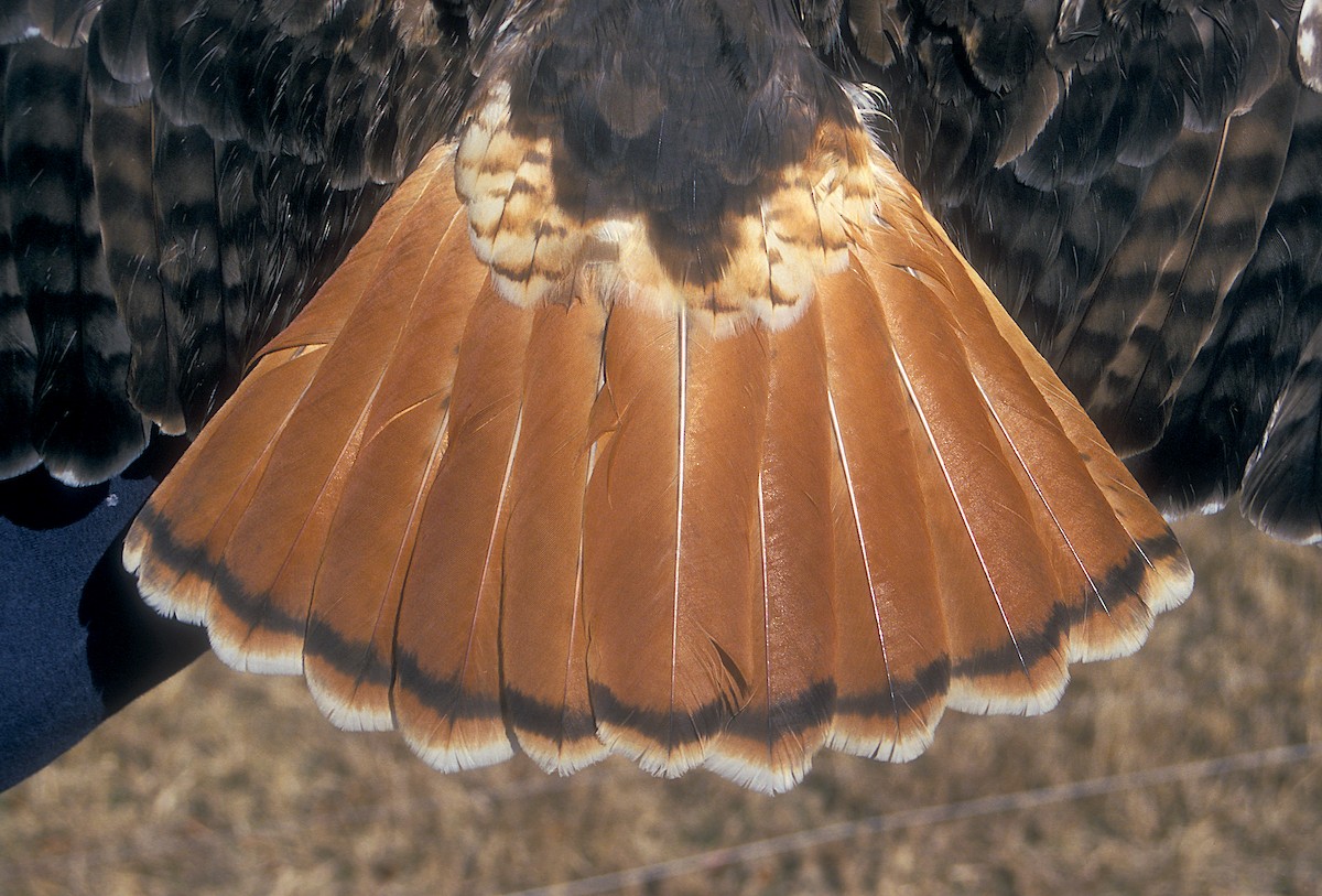 Red-tailed Hawk (abieticola) - Jerry Liguori