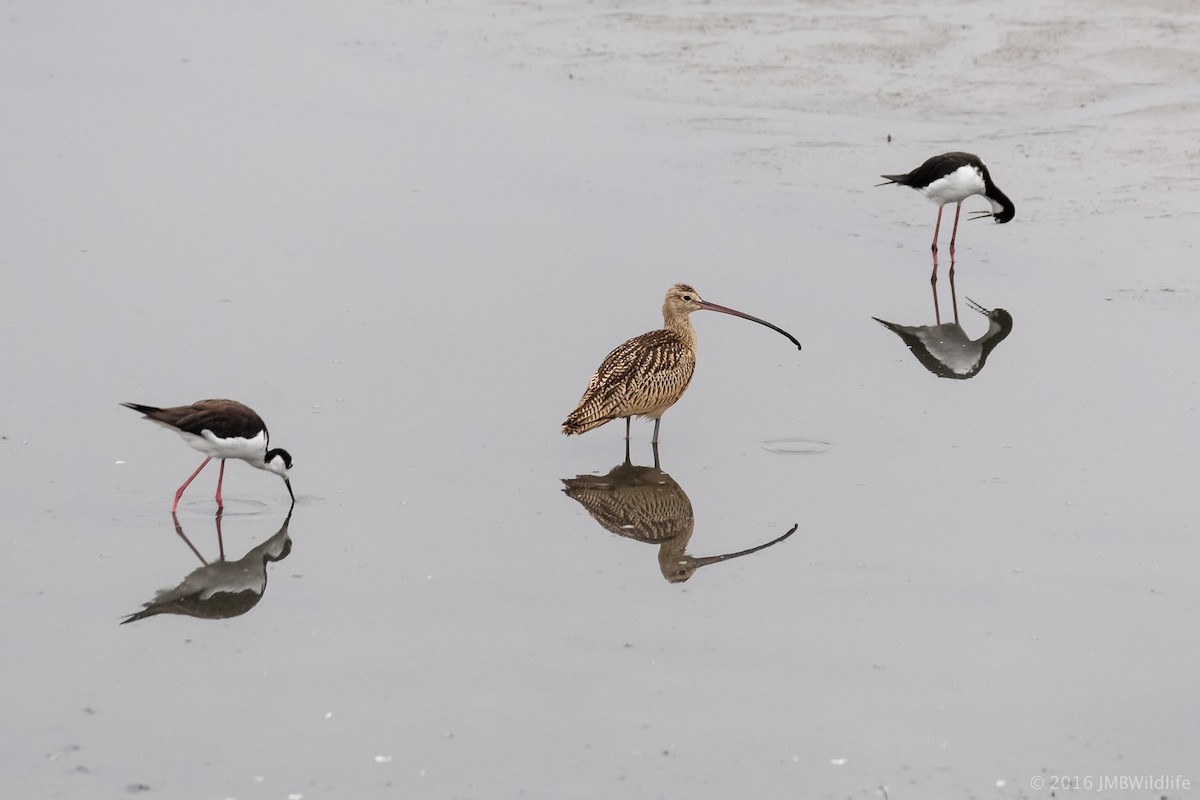 Long-billed Curlew - Jeff Bray