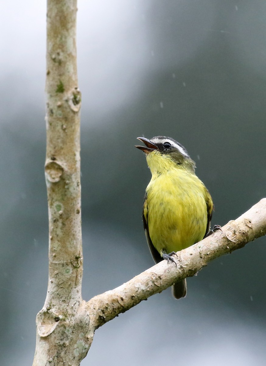 Yellow-bellied Tyrannulet - Andrew Spencer