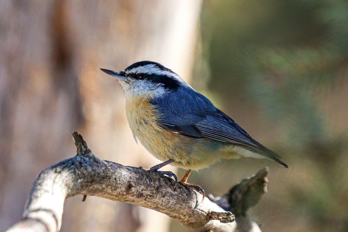 Red-breasted Nuthatch - ML320864281