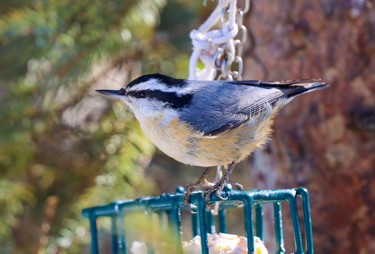 Red-breasted Nuthatch - ML320864311