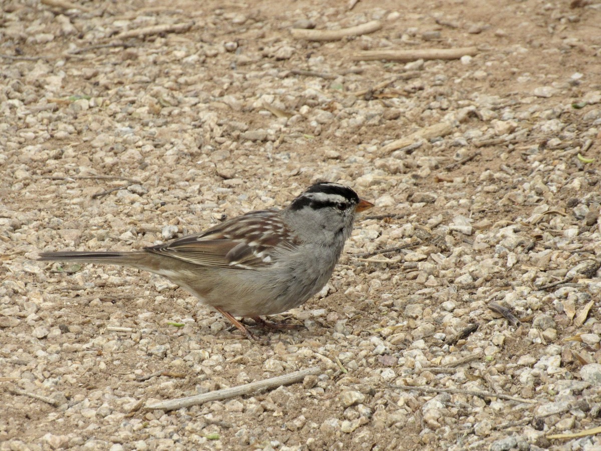 White-crowned Sparrow - ML320866201
