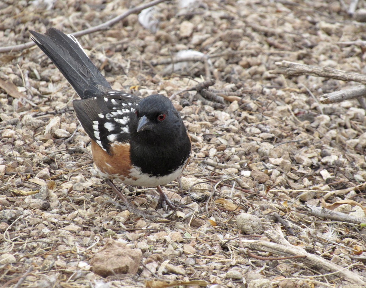 Spotted Towhee - ML320866291