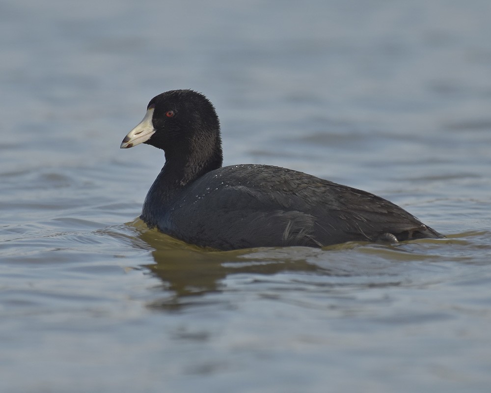 American Coot - Malcolm Gold
