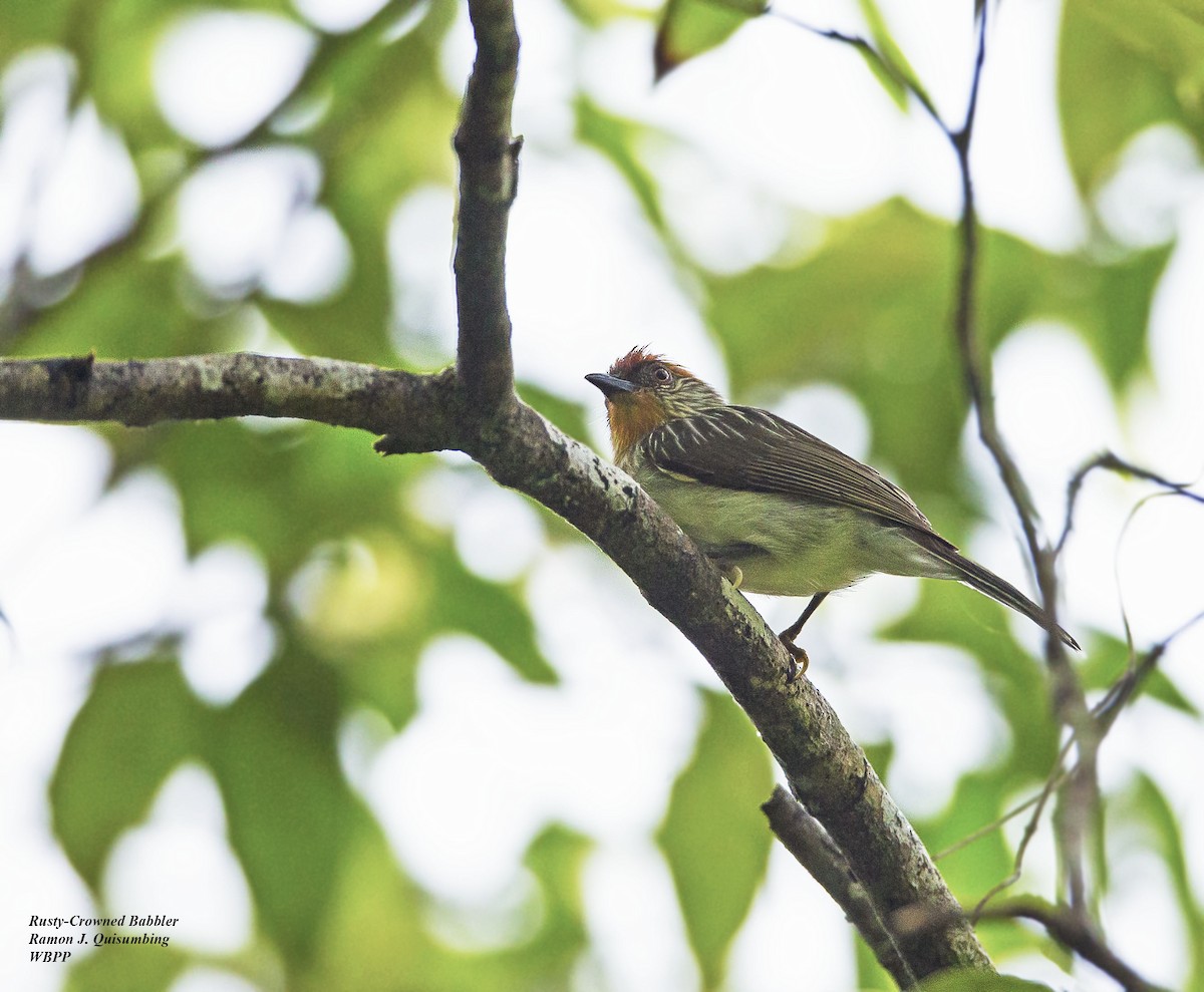 Rusty-crowned Babbler - ML320880961