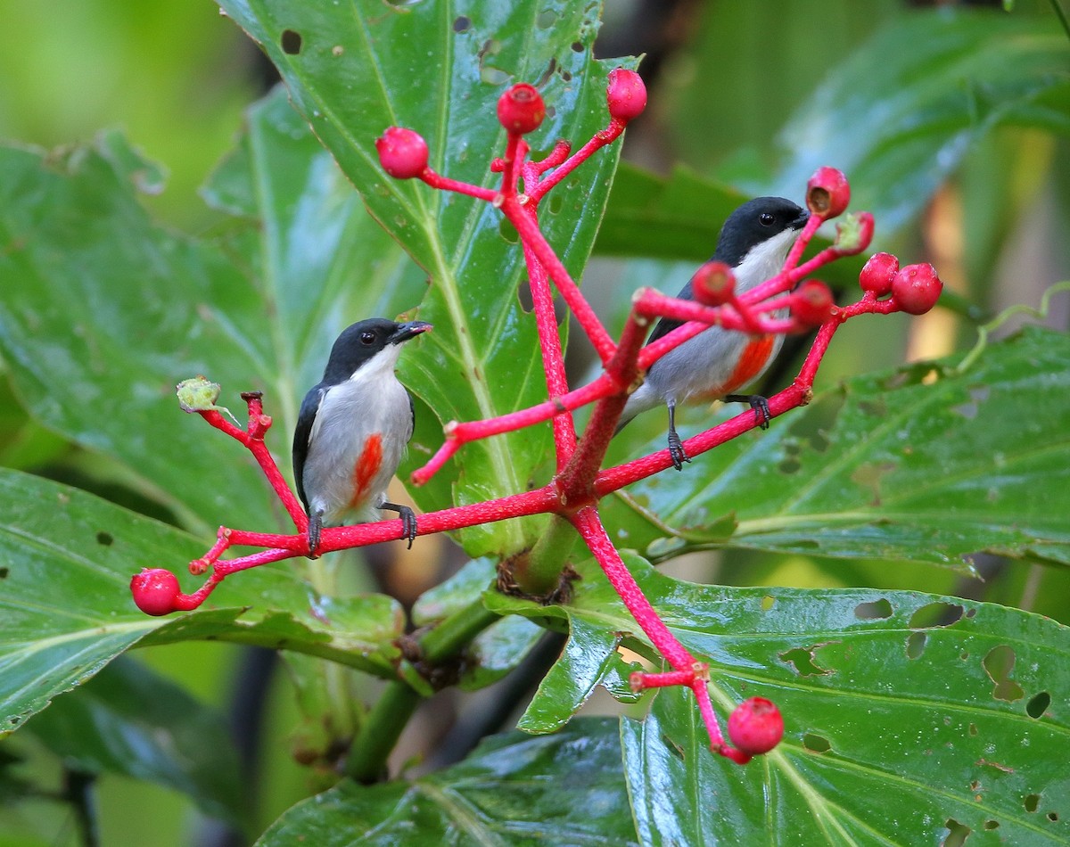 Red-keeled Flowerpecker - ML320881341