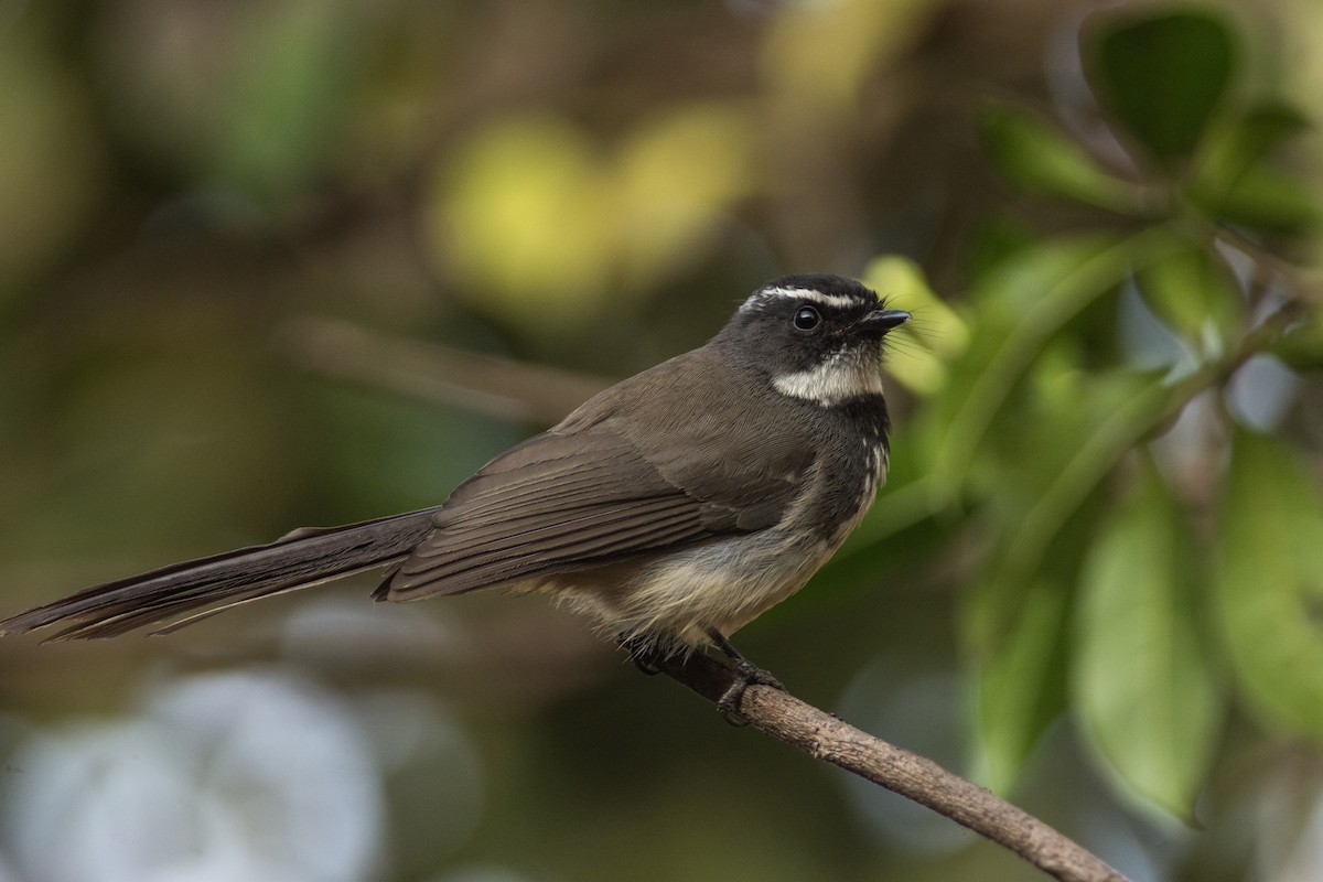 Spot-breasted Fantail - ML320883411