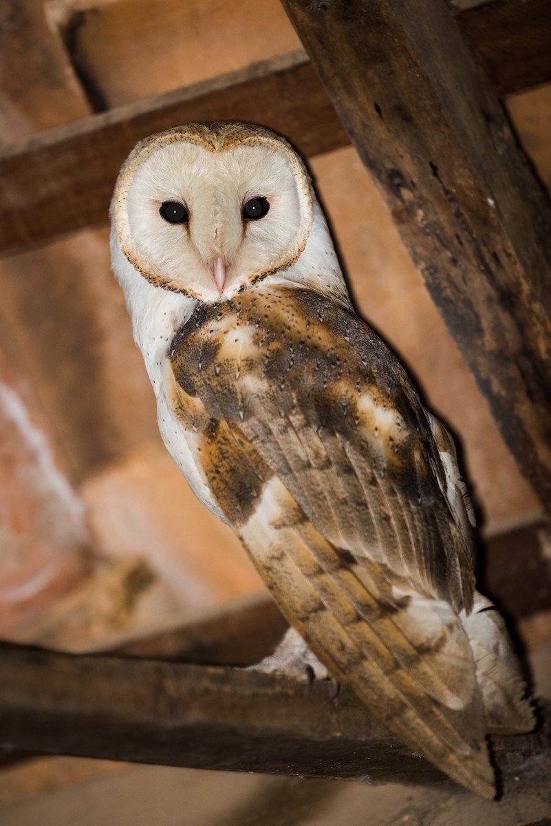 Barn Owl - Claudia Brasileiro