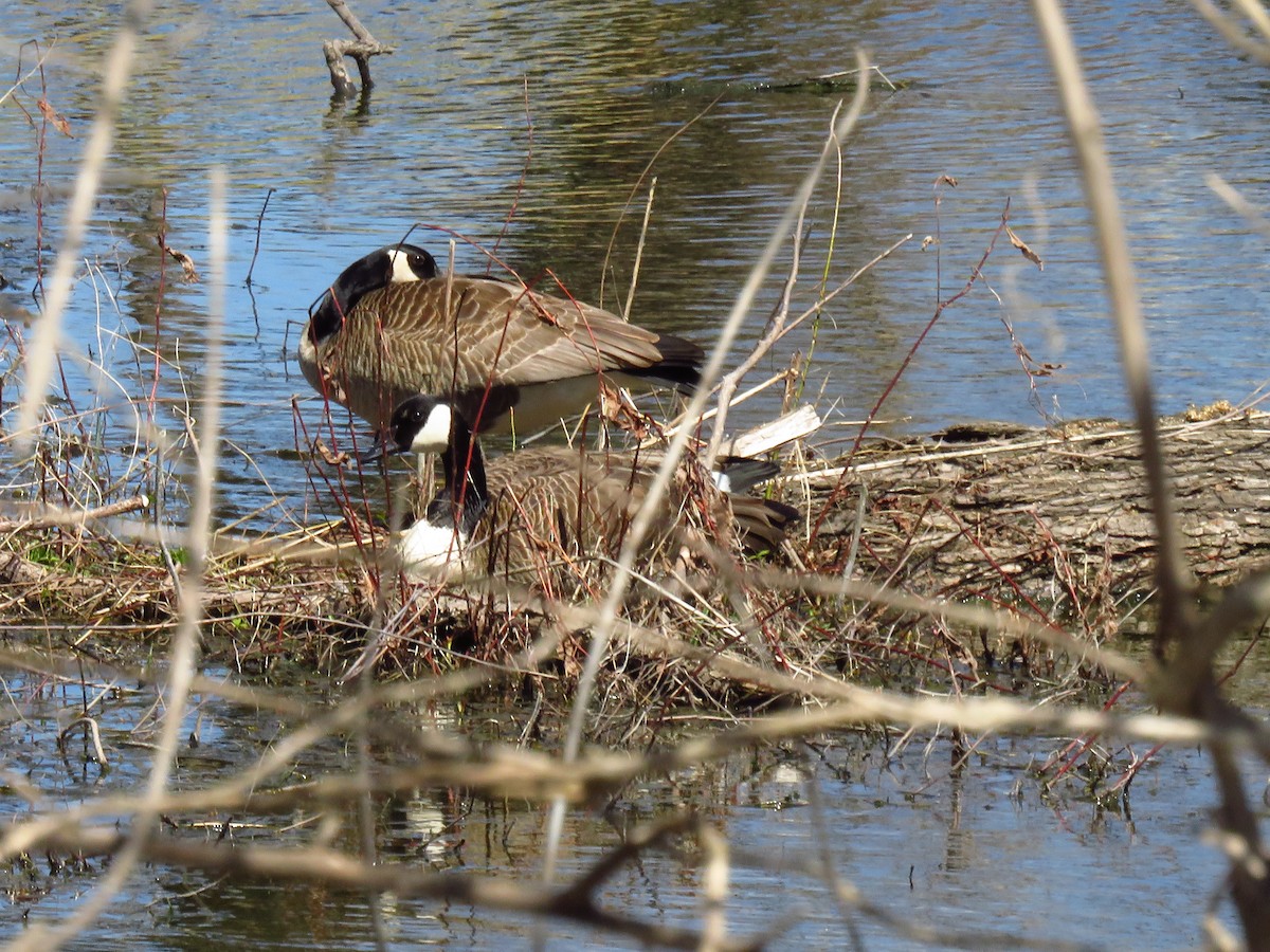 eBird Checklist 28 Mar 2021 Eagle Bluffs CA 50 species