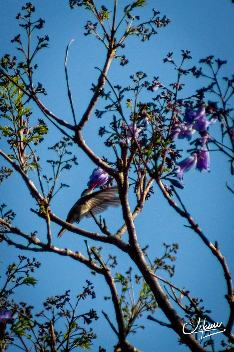 Violet-crowned Hummingbird - Alam Martínez