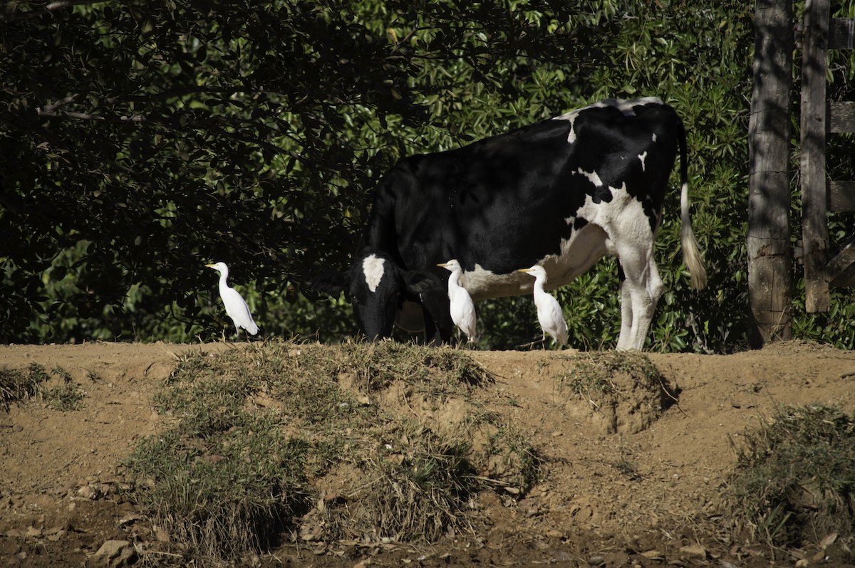 Western Cattle Egret - Stefano Avilla