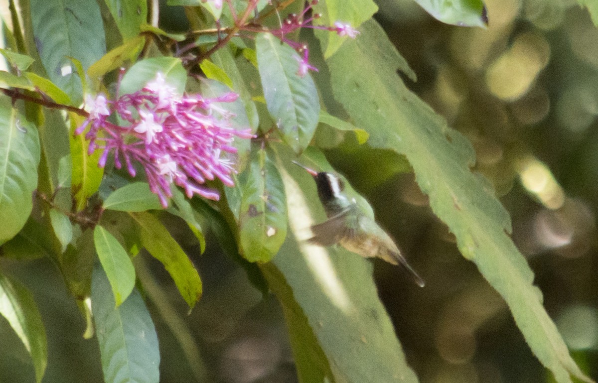 White-eared Hummingbird - ML320898431